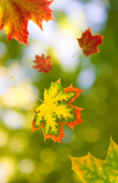 Imagen de las hojas de otoño en el parque — Foto de Stock