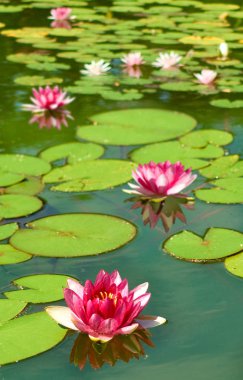  Suda nilüfer çiçeği