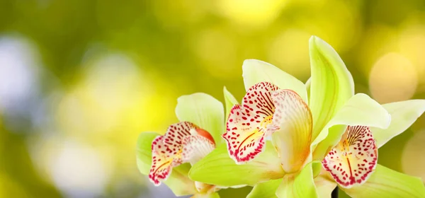 De belles fleurs dans le jardin close up — Photo