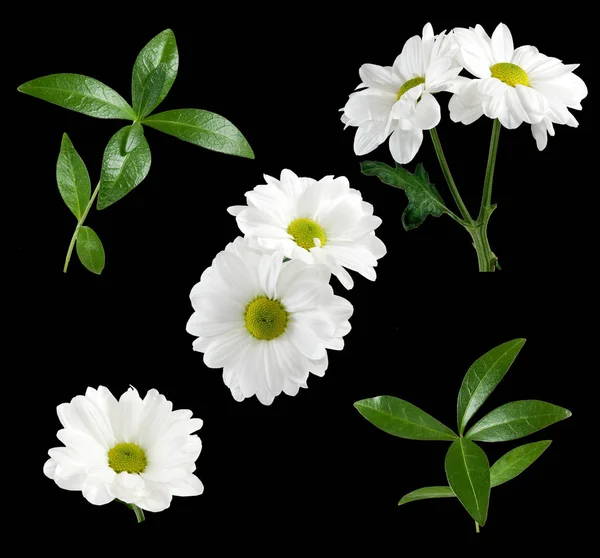 Isolated image of flower — Stock Photo, Image