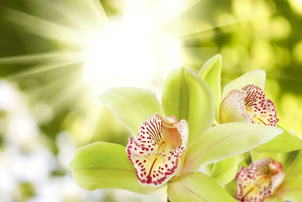 Belles fleurs dans le jardin gros plan — Photo