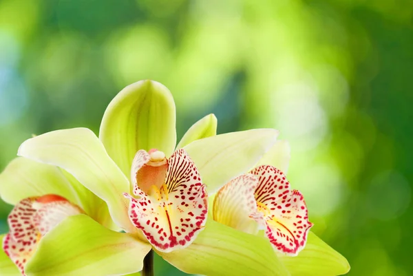 De belles fleurs dans le jardin close up — Photo