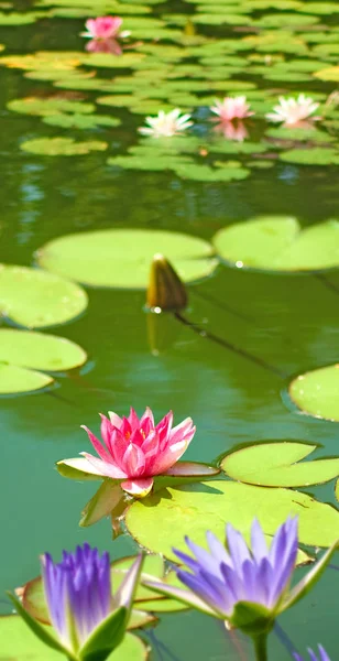 Цветок лотоса на воде — стоковое фото