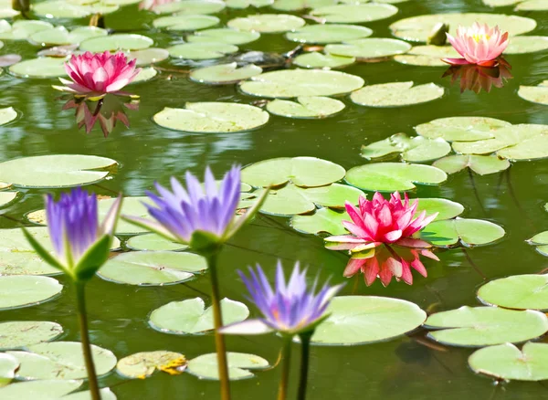 Flor de lótus na água — Fotografia de Stock