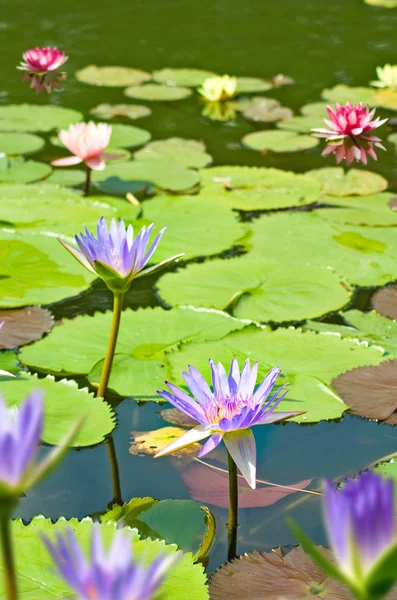 Flor de loto en el agua — Foto de Stock