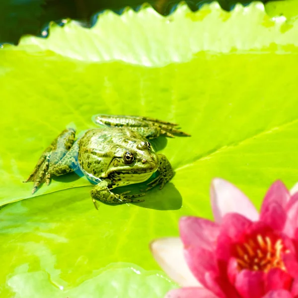 カエルと蓮の花の画像をクローズ アップ — ストック写真