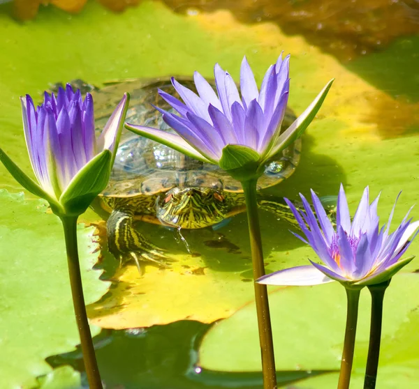 カエルと蓮の花の画像をクローズ アップ — ストック写真