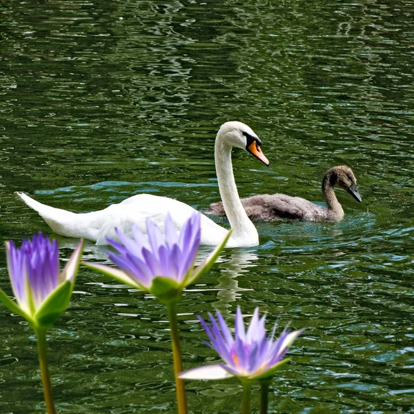 Imagen de los cisnes en primer plano del agua — Foto de Stock