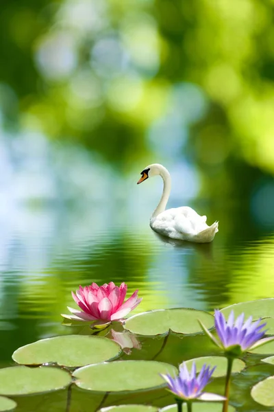 Beautiful white swan on pond close-up — Stock Photo, Image