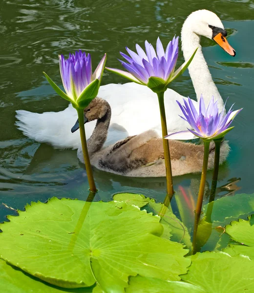 Imagen de los cisnes en el agua de cerca — Foto de Stock