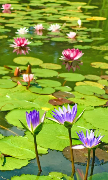 Image of  lotus flower on the water — Stock Photo, Image