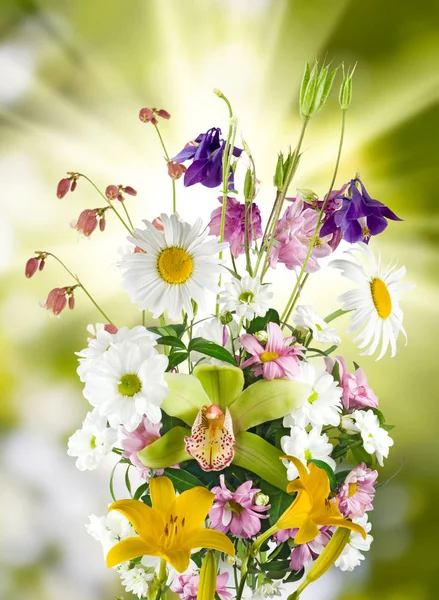 Belles fleurs dans le jardin gros plan — Photo