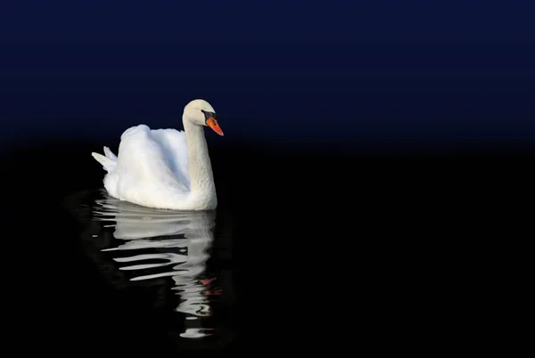 Cygne blanc sur l'eau — Photo