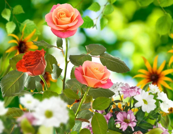 Hermosas flores en el jardín de cerca —  Fotos de Stock