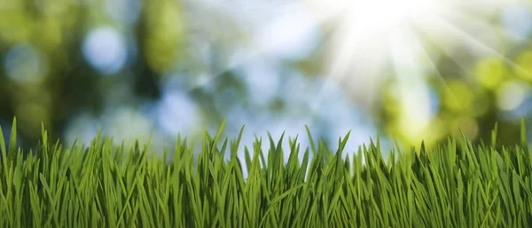 Immagine di erba nel parco su sfondo verde primo piano — Foto Stock