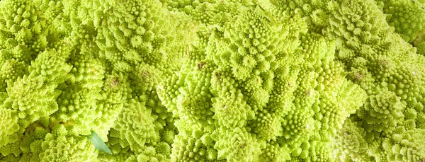 Isolated image of cabbage close-up — Stock Photo, Image