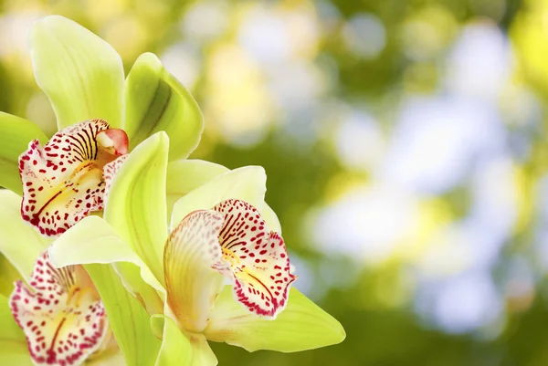 Belles fleurs dans le jardin gros plan — Photo