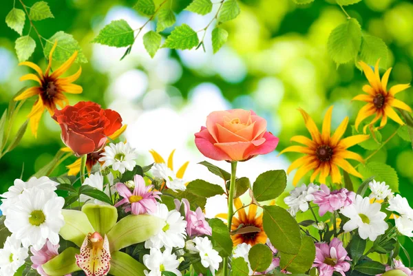 Hermosas flores en el jardín de cerca — Foto de Stock