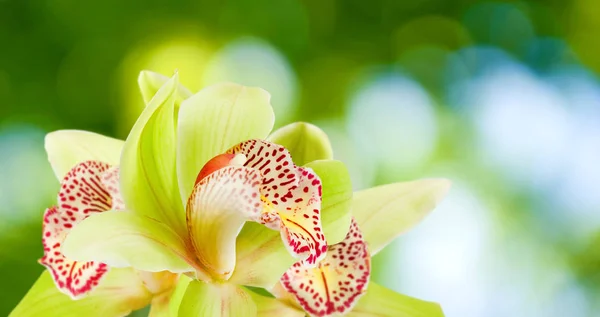 De belles fleurs dans le jardin close-up — Photo