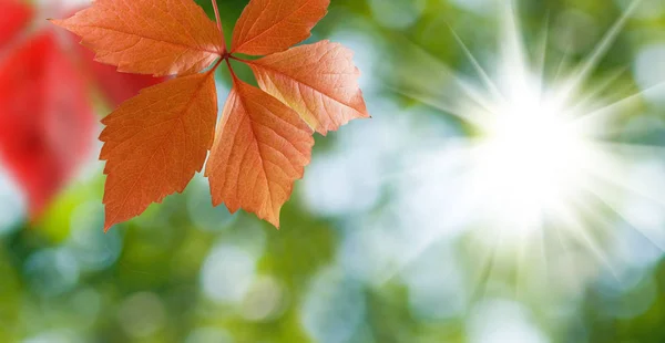 Imagen de las hojas de otoño de primer plano — Foto de Stock