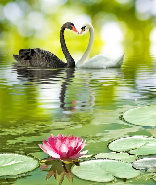 Imagem de dois cisnes na água no parque — Fotografia de Stock