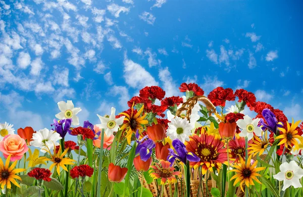 Зображення багатьох красивих квітів в саду крупним планом — стокове фото