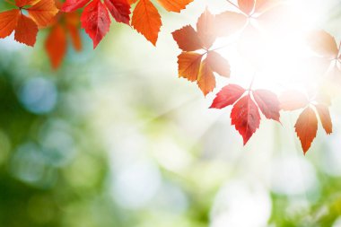 sonbahar yaprakları yakın çekim görüntüsü