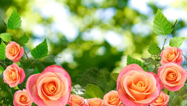 Imagen de rosas sobre fondo verde — Foto de Stock