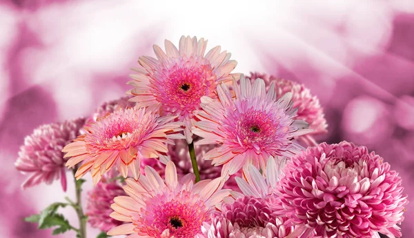 Bukiet kwiatów, różnych, pięknych, uroczysty — Zdjęcie stockowe