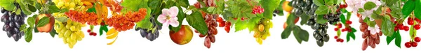 Foto van druiven en appels — Stockfoto