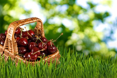 Bahçe yakın çekim meyveleri sepeti