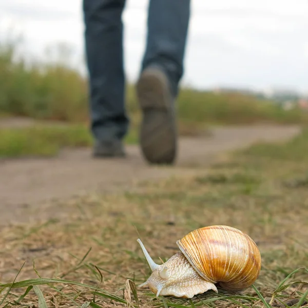 Human foot and snail on the road — Stock Photo, Image