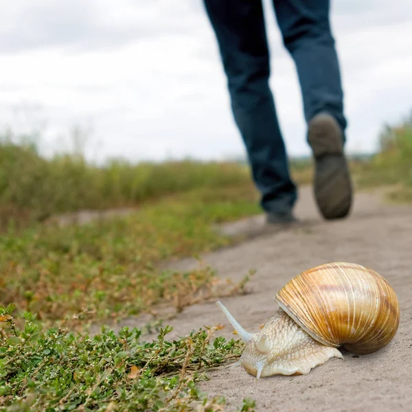 Human foot and snail on the road — Stock Photo, Image