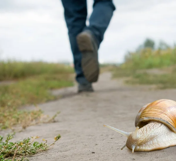 Human foot and snail on the road — Stock Photo, Image