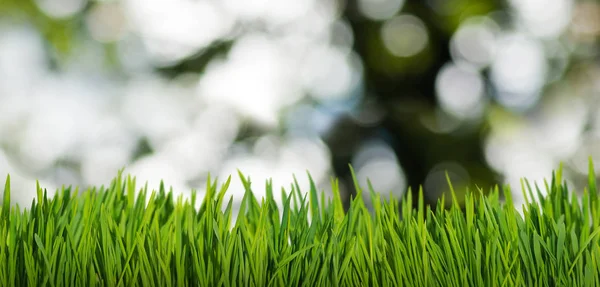 Erba e bolle astratte in giardino — Foto Stock