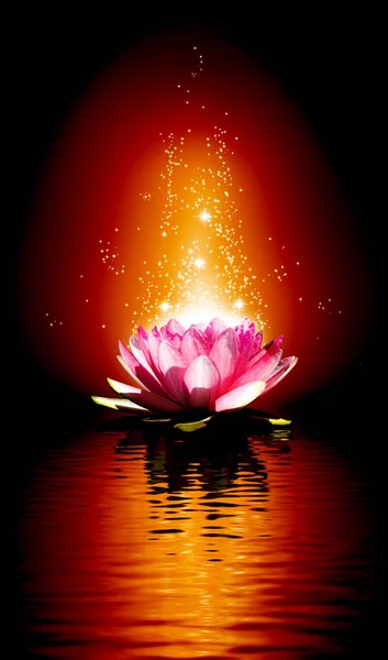 Image de fleur de lotus sur l'eau — Photo