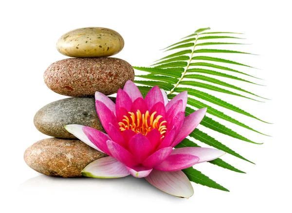 Image of lotus flower and stones — Stock Photo, Image