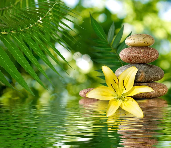 çiçek ve taşlar üzerinde su yakın çekim görüntüsü