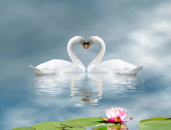 Dos cisnes y una flor de loto en el agua — Foto de Stock