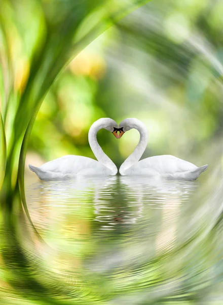 Imagem de dois cisnes em uma onda abstrata close-up — Fotografia de Stock