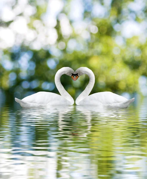 Dos cisnes blancos sobre fondo verde de cerca — Foto de Stock