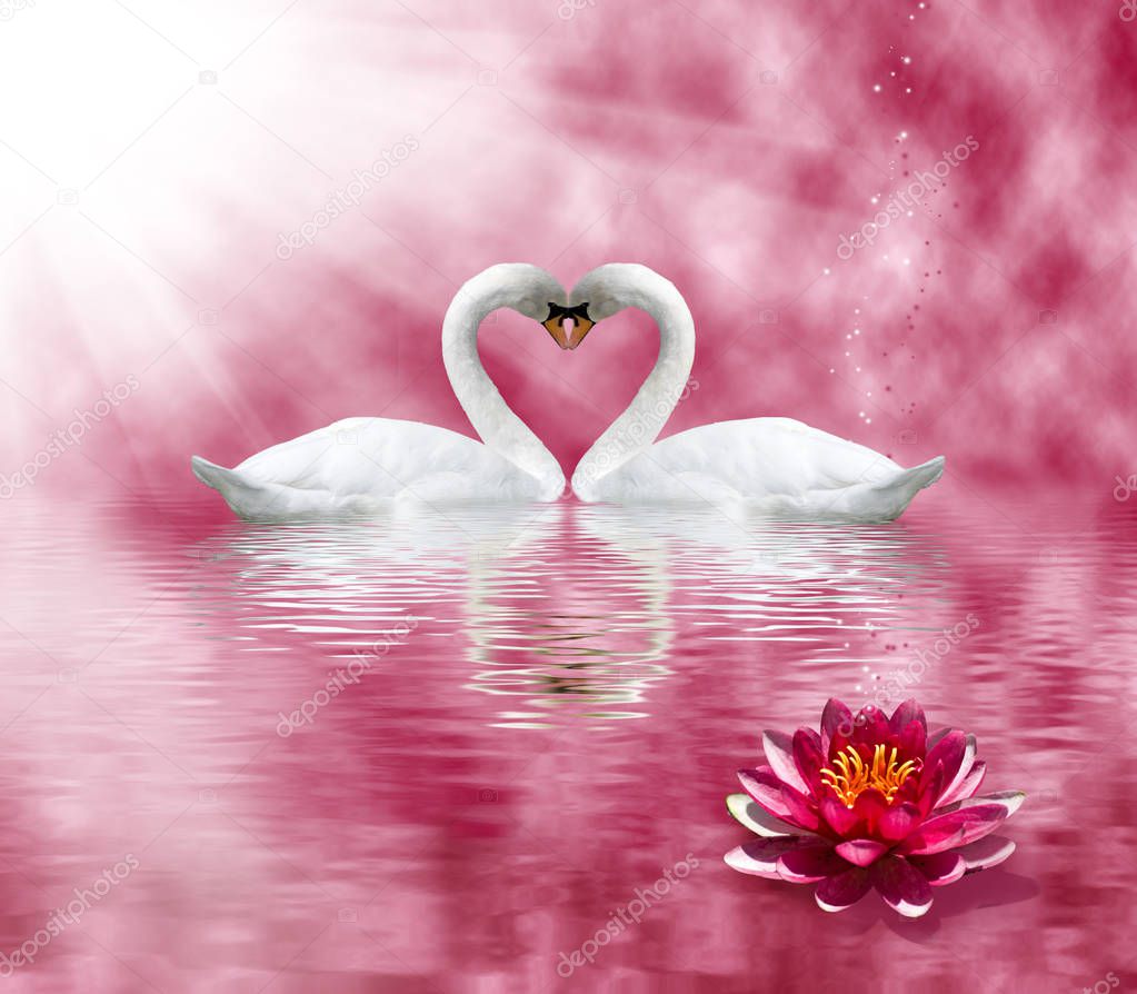 two swans and a lotus flower on the water