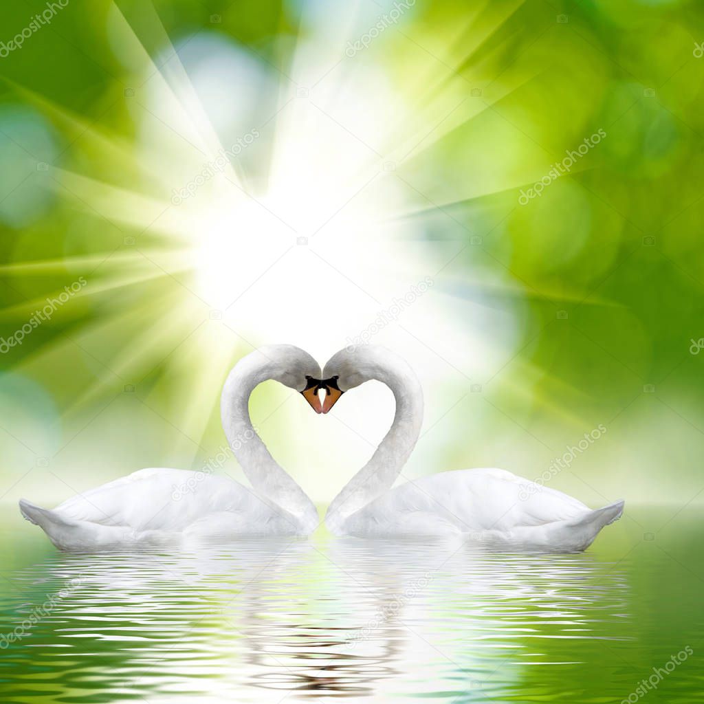 two white swans on green background close-up