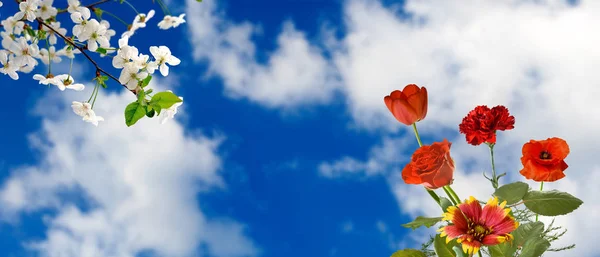 Квіти і квітучі гілки на фоні неба — стокове фото