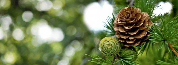 Imagem de cone de pinheiro closeup — Fotografia de Stock