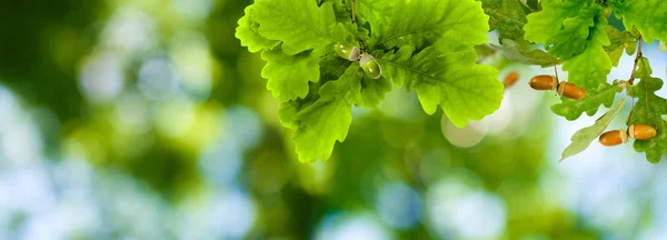 Image of oak tree in garden close-up — Stock Photo, Image