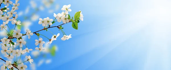 Квітуча гілка фруктового дерева в саду на фоні неба крупним планом — стокове фото
