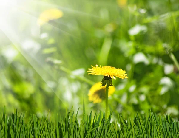 Denti di leone in giardino primo piano — Foto Stock