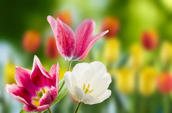 Tulipán en el primer plano del jardín —  Fotos de Stock