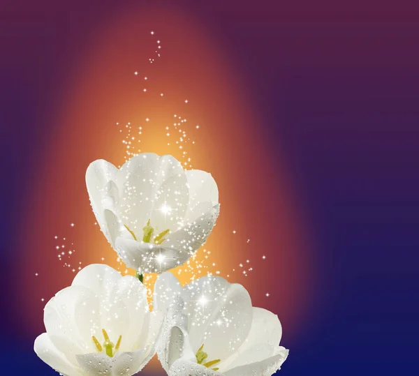 Красивый цветок феи с волшебным свечением крупным планом — стоковое фото